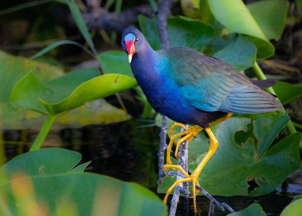 gallinule roxo empoleirado sobre um pântano em everglades de florida - marsh swamp plant water lily - fotografias e filmes do acervo