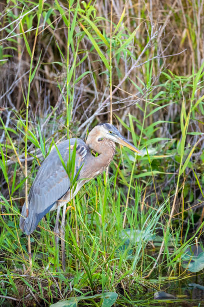 gran garza azul por un pantano en los everglades de florida - wading bird everglades national park egret fotografías e imágenes de stock
