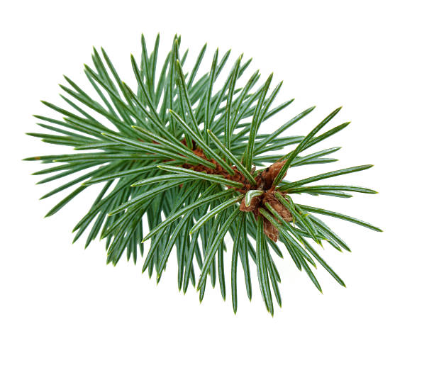 Pine tree branch stock photo