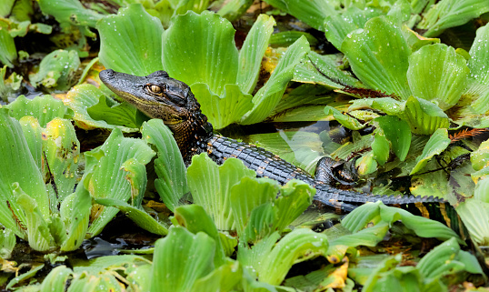 American alligator (Alligator mississippiensis) juvenile and water lettuce. Corkscrew Swamp Sanctuary, Florida