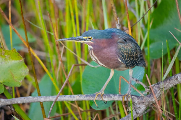 플로디아 에버글레이즈의 그린 헤론 - wading bird everglades national park egret 뉴스 사진 이미지