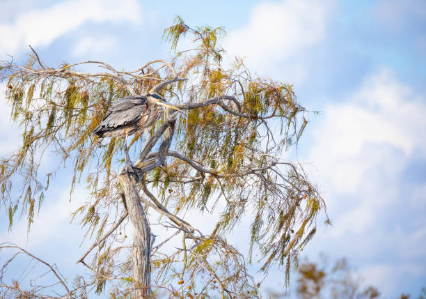 gran garza azul encaramada en un árbol de ciprés en los everglades de florida - wading bird everglades national park egret fotografías e imágenes de stock