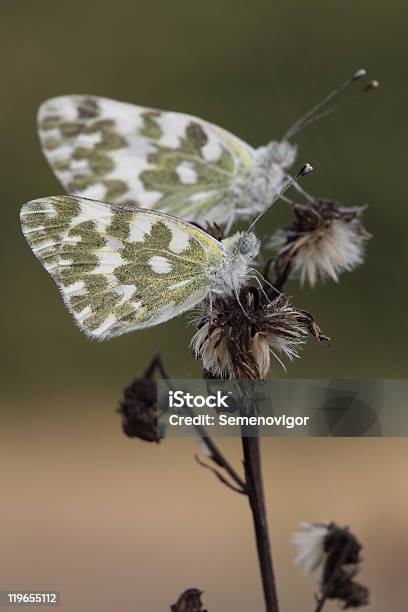 Farfalla - Fotografie stock e altre immagini di Animale - Animale, Animale selvatico, Bellezza