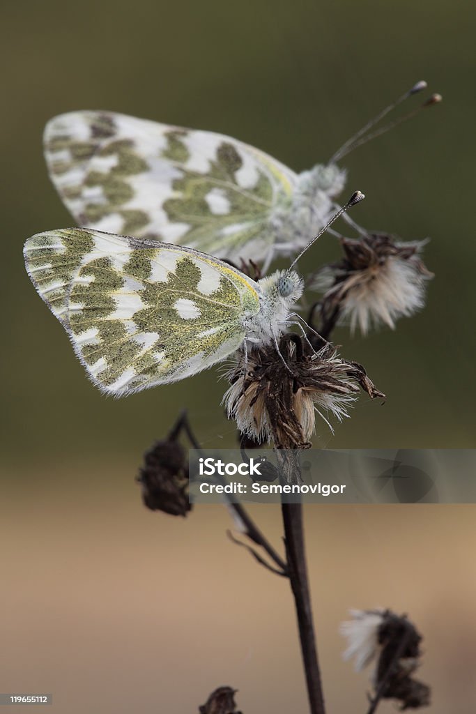 Borboleta. - Royalty-free Ampliação Foto de stock