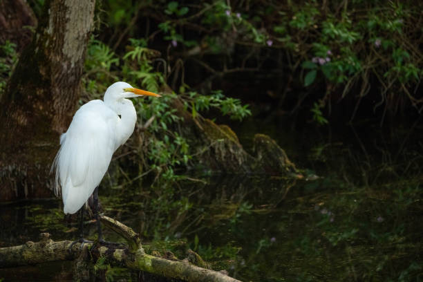 Great Egret (Ardea alba) along Sweetwater Strand in Big Cypress Preserve, Florida