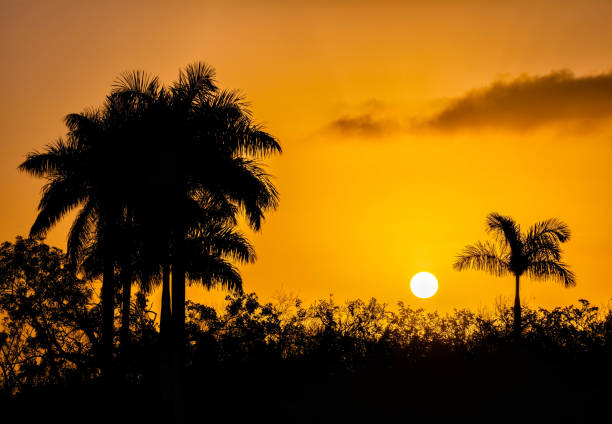 Sunrise over silhouetted palm trees. Everglades National Park, Florida