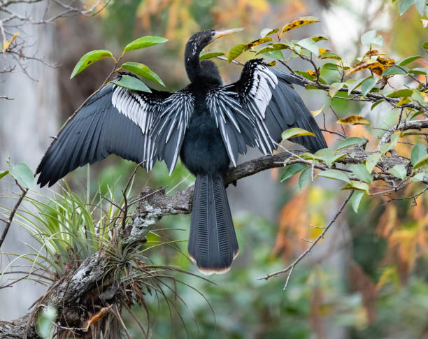 Anhinga (Anhinga anhinga) perched in a  tree. Big Cypress National Preserve, Florida