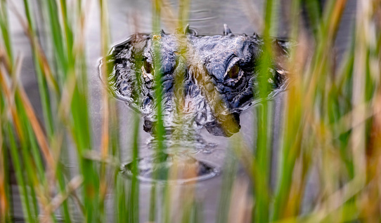 Alligator (Alligator mississippiensis). Big Cypress National Preserve, Florida
