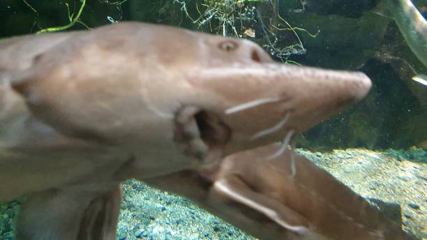istock Dangerous shark swimming for food 1196552969