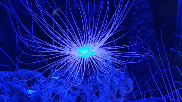istock Coral reef glowing at deep sea 1196552972