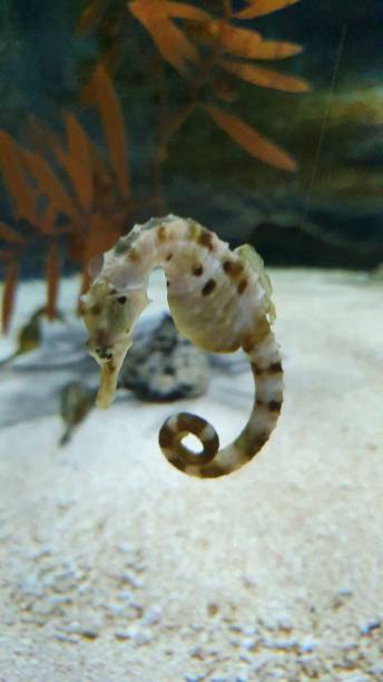 istock Sea horse looking for mate to breed 1196553001