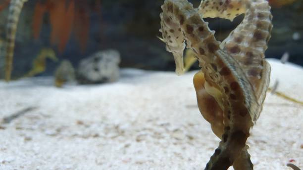 istock Sea horse looking for mate to breed 1196553005