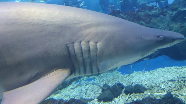 istock Dangerous shark swimming for food 1196553117
