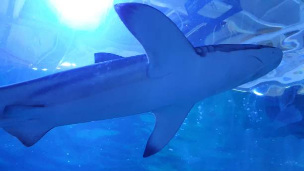 istock Dangerous shark swimming for food 1196553125