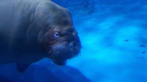 istock Very active seal swimming around 1196553962