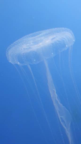 istock Mysterious jellyfish with various colorful lighting 1196553977