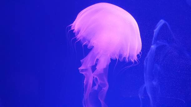 istock Mysterious jellyfish with various colorful lighting 1196554031