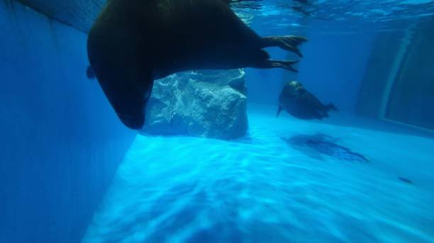 istock Seal swimming along 1196554774