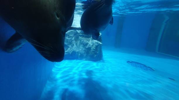 istock Seal swimming along 1196554779