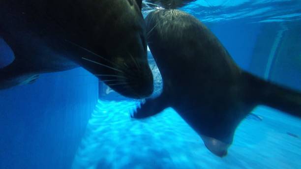 istock Seal swimming along 1196554793