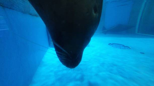 istock Seal swimming along 1196554798