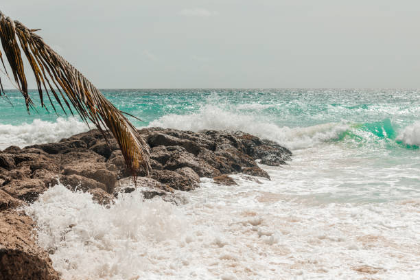 istock Tropical beach with palm trees and blue water in Barbados 1196559125