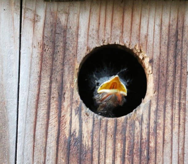 istock Baby Bluebird in Nestbox 1196559720