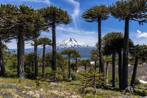 Llaima Volcano and araucaria forests inside Conguillio National Park located east of Temuco in Araucania Region, southern Chile