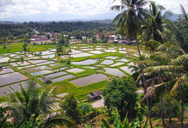 istock View of rice fields in West Sumatra 1196559934