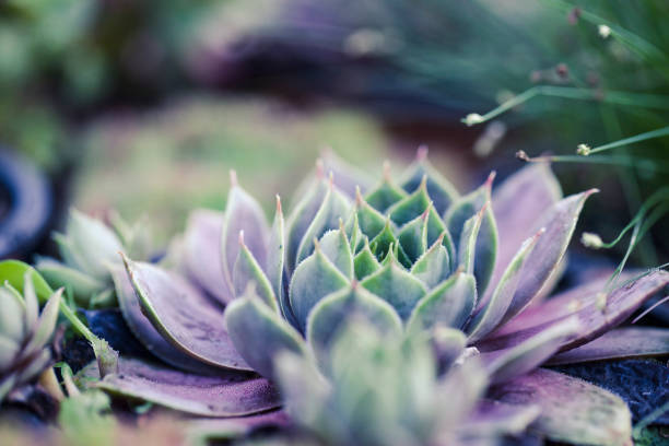 macro toma de un suculento. planta tropical de cerca. hermosa planta. - cactus green environment nature fotografías e imágenes de stock