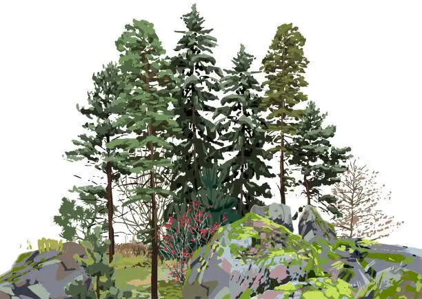 Vector illustration of Group of coniferous trees among the rocks, covered with moss.