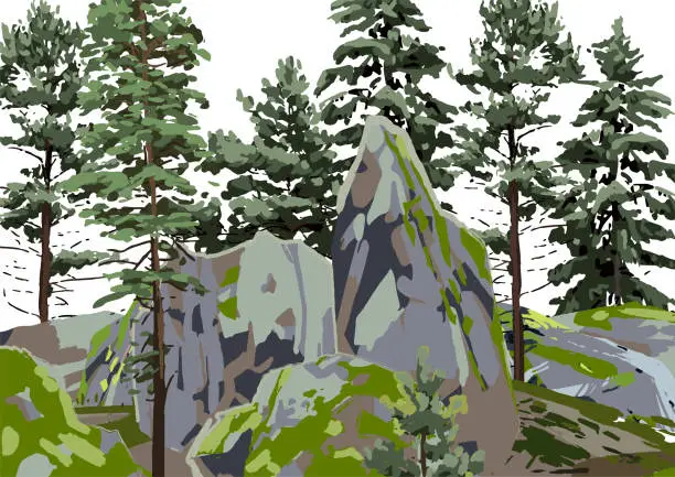 Vector illustration of Group of coniferous trees among the rocks, covered with moss.