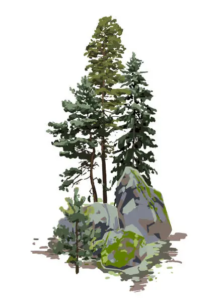 Vector illustration of Coniferous trees among the rocks, covered with the green moss