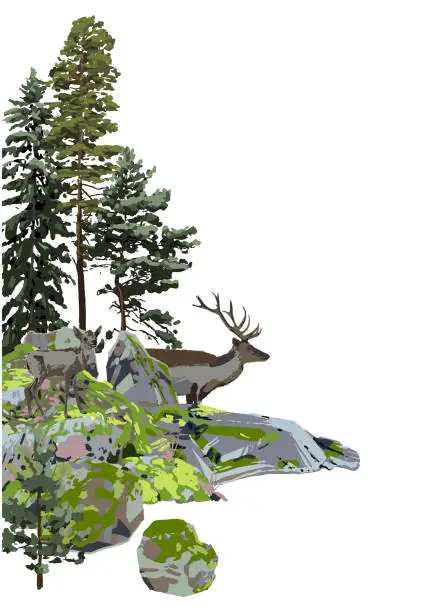 Vector illustration of Reindeers among the coniferous trees and the rocks, covered with the green moss.