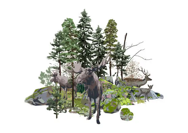 Vector illustration of Moose and reindeers walking among the coniferous trees and the rocks, covered with the green moss.