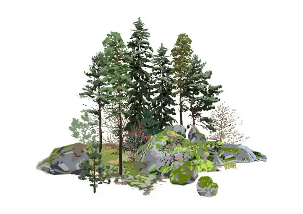 Vector illustration of Coniferous trees among the rocks, covered with the green moss