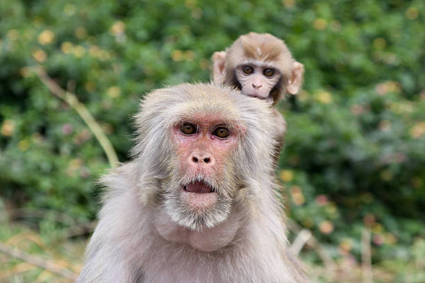macaco reso na pashupatinath, nepal - 2772 - fotografias e filmes do acervo