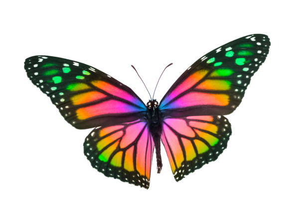 monarch schmetterling in regenbogen farben isoliert auf weiß - artificial wing fotos stock-fotos und bilder