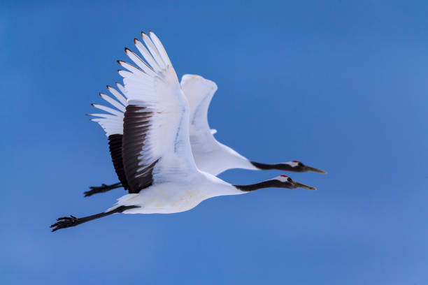 Hokkaido Japan japanese crane stock pictures, royalty-free photos & images