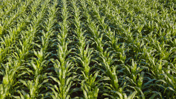 istock Sugarcane plantation. Sunrise. Drone capture 1196568673