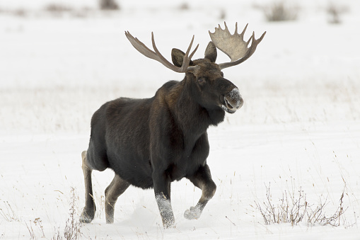 Kicking up snow, a wild bull moose with large antlers walks across the snowy Round Prairie valley with the willow filled Soda Butte Creek in Yellowstone National Park, Wyoming.