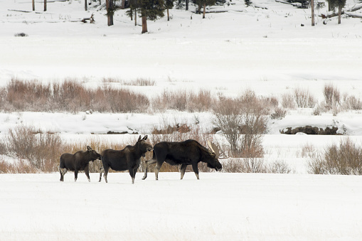 In a row walking in the snow, a wild bull moose with large antlers walks with a sow and calf across the snowy Round Prairie valley with the willow filled Soda Butte Creek in Yellowstone National Park, Wyoming.