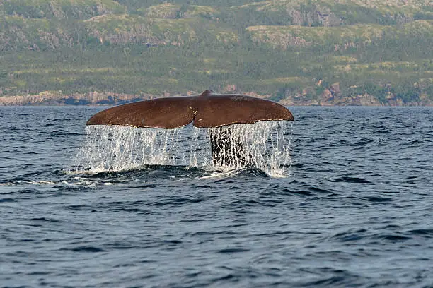 Photo of Tail of a spermwhale