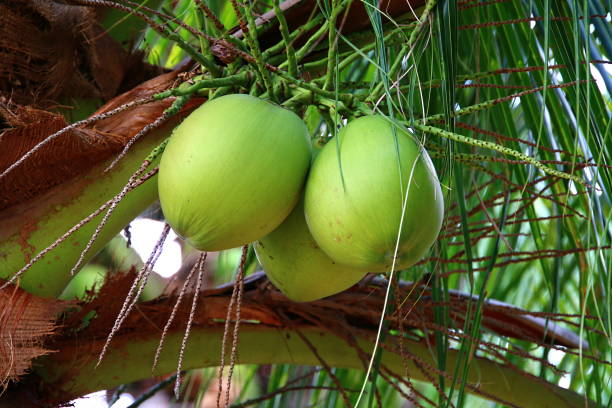 istock Fresh sweet green coconut on the tree 1196571738