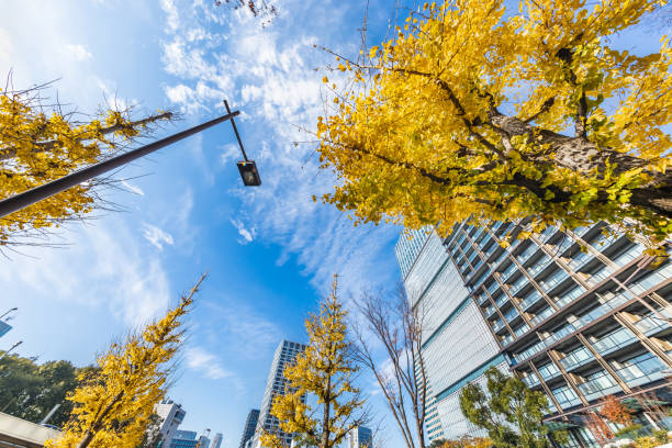 istock Urban buildings and autumnal trees 1196575348