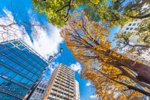 istock Urban buildings and autumnal trees 1196575944