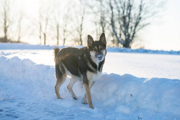 istock Adult German Sheppard Dog 1196579053
