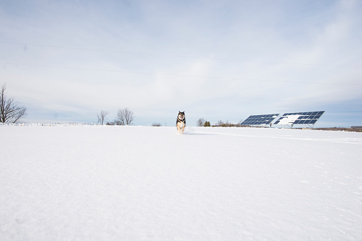 Beautiful big pet German Shepherd breed dog running across a snow covered field on a farm during winter time next to large solar panels with a pale blue sky behind her.