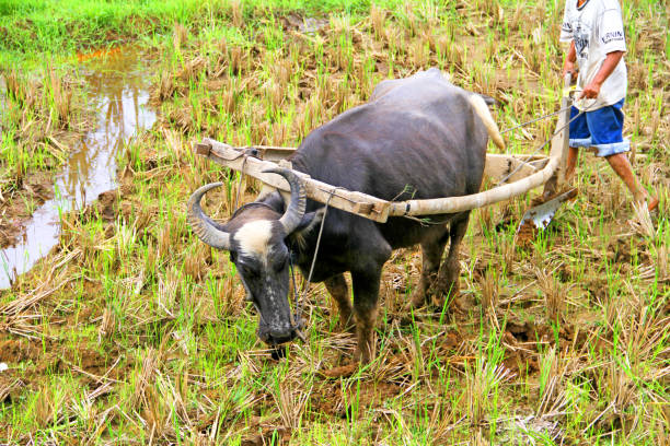 West Sumatra, Indonesia - 26th July 2010. A rice farmer ploughing a field with a water buffalo in the Harau Valley.