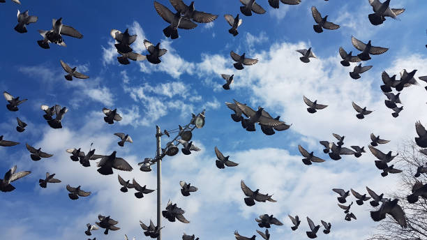 istock birds many flying and  moving on the sky 1196581719